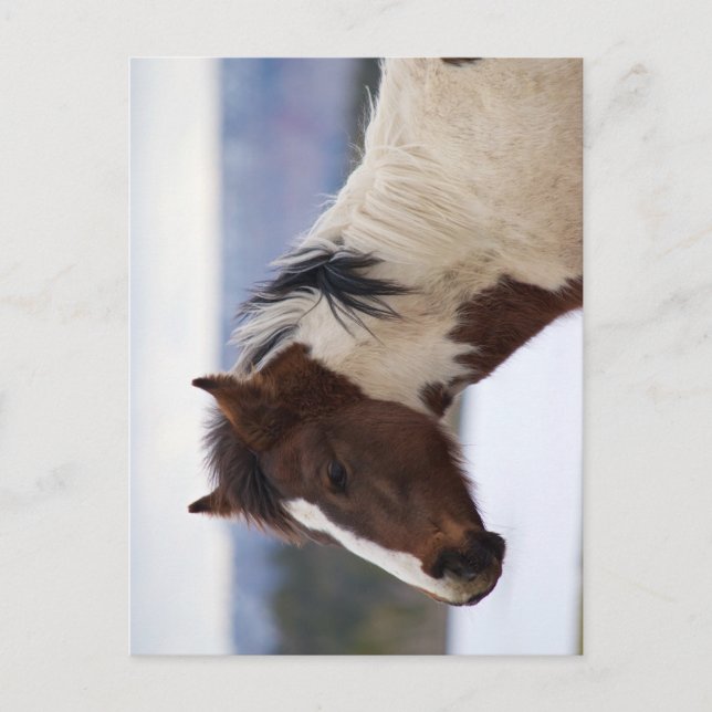 Tri-Colored Horse Postcard (Front)