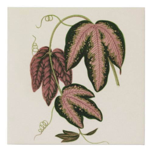 Tri_colored Passion Vine Passiflora Trifasciata  Faux Canvas Print