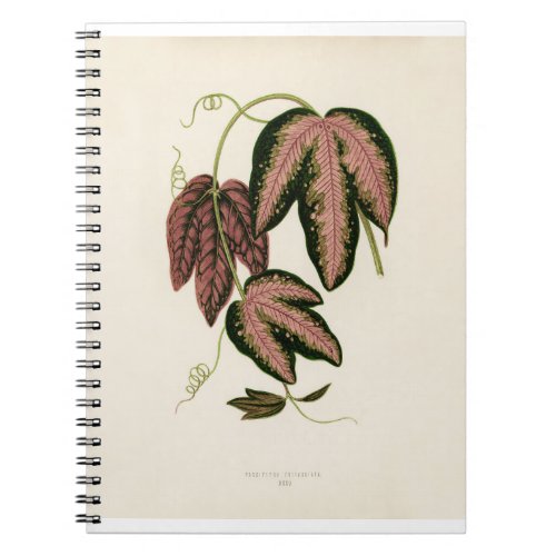 Tri_colored Passion Vine Passiflora Trifasciata Notebook