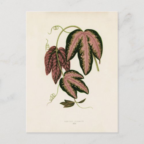 Tri_colored Passion Vine Passiflora Trifasciata  Postcard