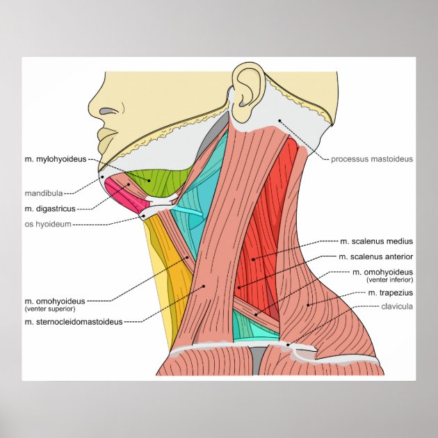 neck diagrams.