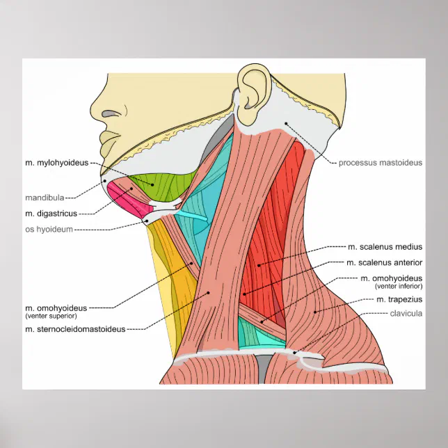Triangles of the Neck Muscles Anatomical Diagram Poster Zazzle