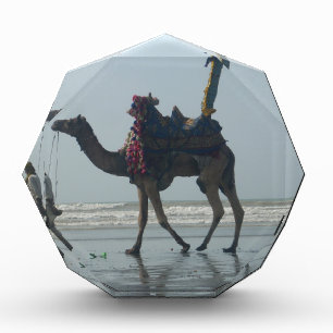 Tribal Camel Ride: Morning Tide Sands & Sea Acrylic Award