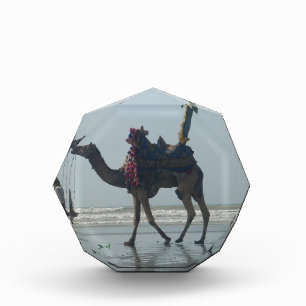 Tribal Camel Ride: Morning Tide Sands & Sea Award