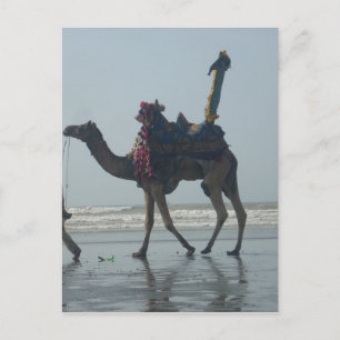 Tribal Camel Ride: Morning Tide Sands & Sea Postcard