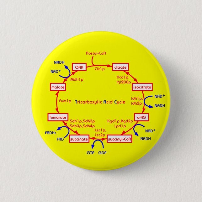 tricarboxylic acid cycle button (Front)
