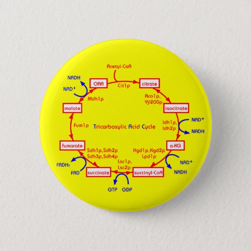 tricarboxylic acid cycle button