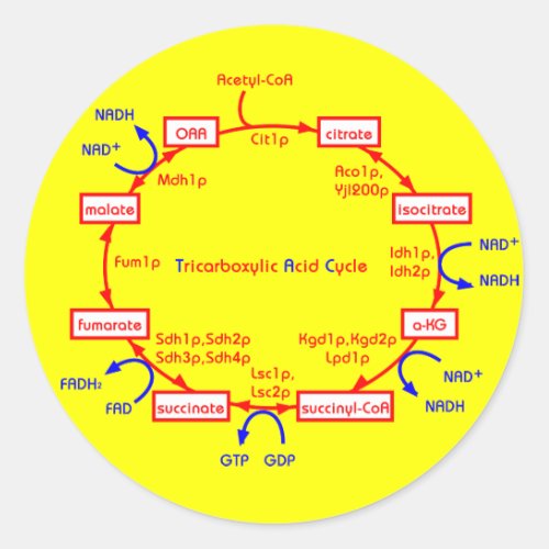 tricarboxylic acid cycle classic round sticker