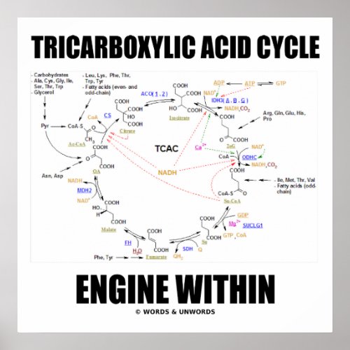 Tricarboxylic Acid Cycle Engine Within Krebs Cycle Poster