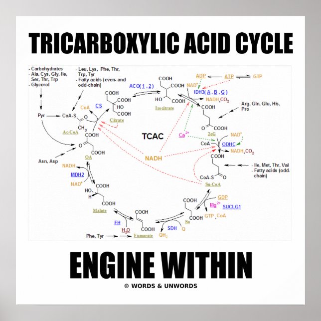 Tricarboxylic Acid Cycle Engine Within Krebs Cycle Poster (Front)