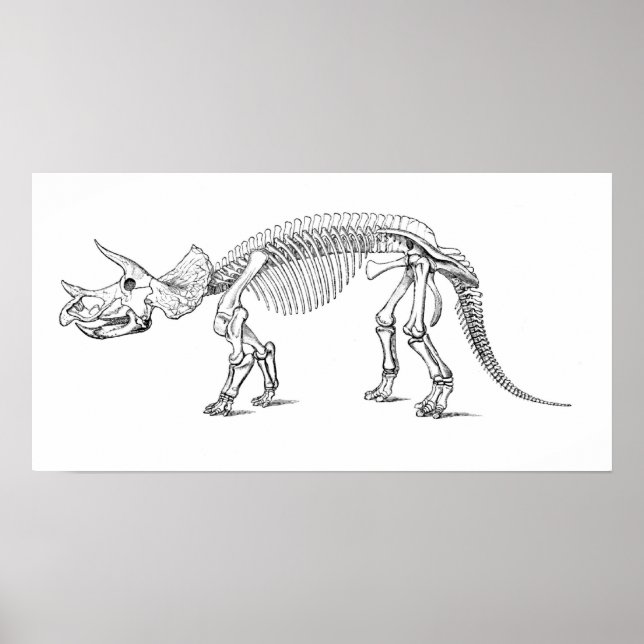 Triceratops Skeleton Poster (Front)