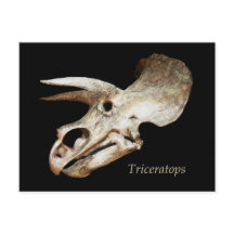 Triceratops Skull Postcard