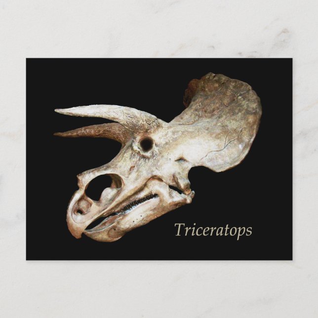 Triceratops Skull Postcard (Front)