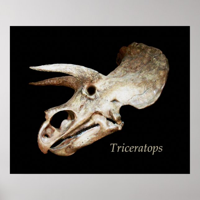 Triceratops Skull Poster (Front)