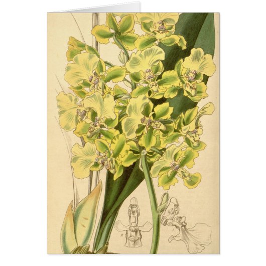 Trichocentrum bicallosum (as Oncidium bicallosum) Cards (Front)