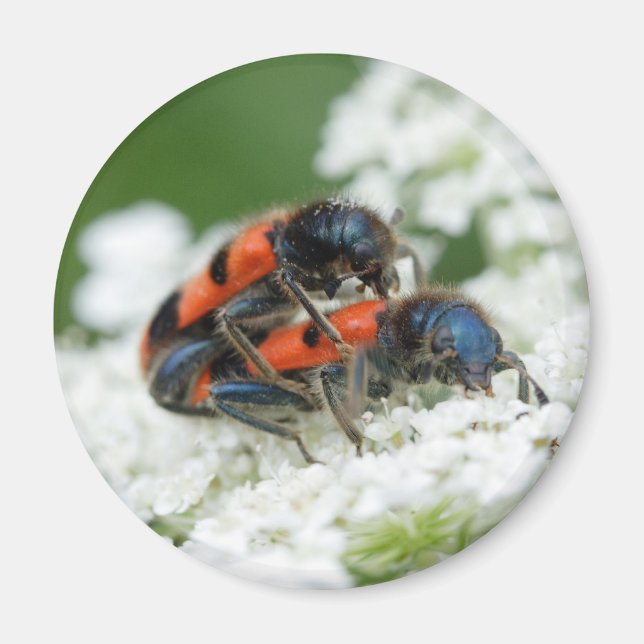 Trichodes apiarius magnet (Front)