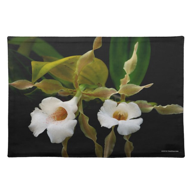 Trichopilia Tortilis Cloth Placemat (Front)