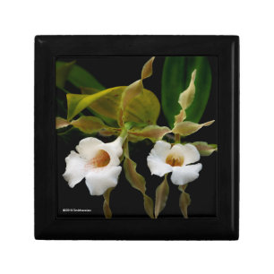 Trichopilia Tortilis Gift Box