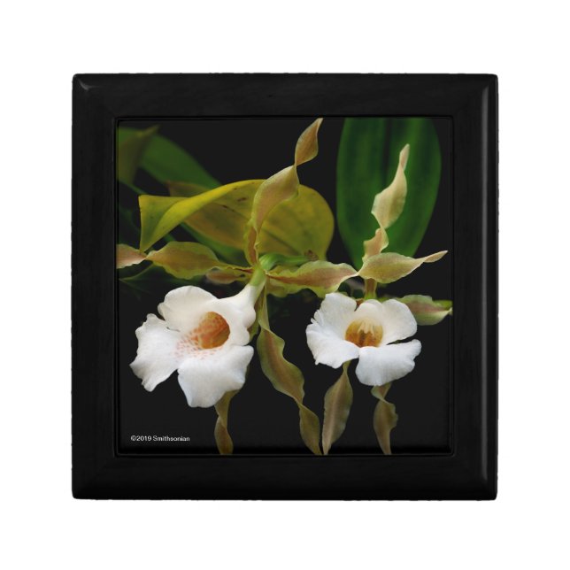 Trichopilia Tortilis Gift Box (Front)