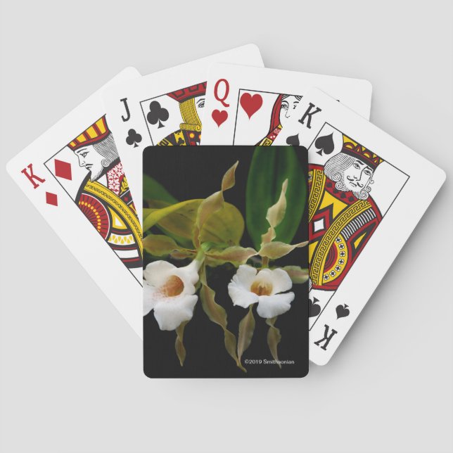 Trichopilia Tortilis Poker Cards (Back)