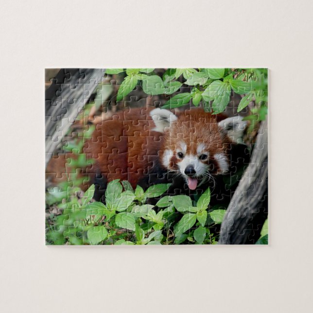 Tricksy Red Panda Jigsaw Puzzle (Horizontal)
