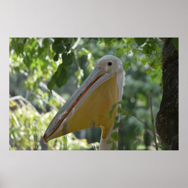 Tricky Pelican Bird hiding Poster (Front)