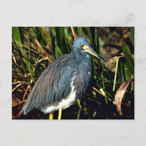 Tricolor Heron Postcard