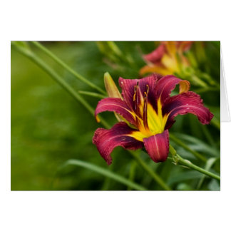 Tricolor Lily Cards