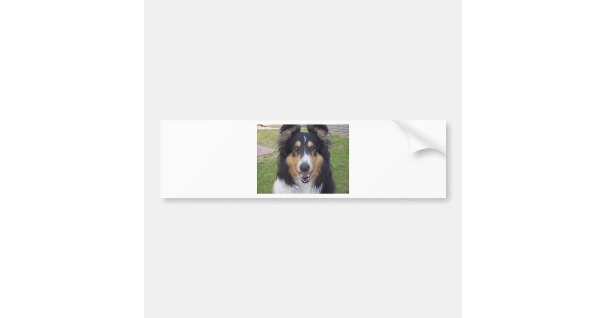 Tricolor rough collie bumper sticker | Zazzle