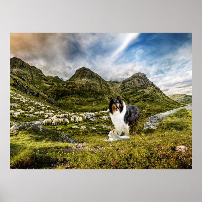 Tricolor Scotch Collie with Lamb herding Sheep - Poster (Front)