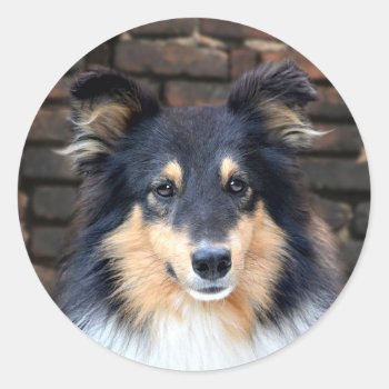 Tricolor Sheltie Face Classic Round Sticker by deemac1 at Zazzle