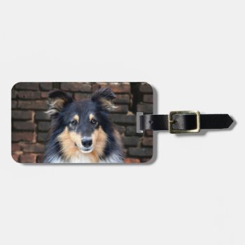 Tricolor Sheltie Face Luggage Tag by deemac1 at Zazzle