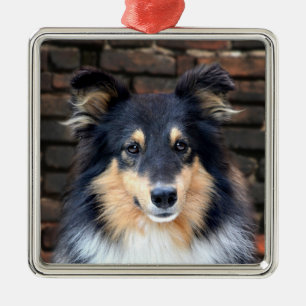 Tricolor Sheltie face Metal Ornament