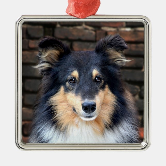 Tricolor Sheltie face Metal Ornament (Front)