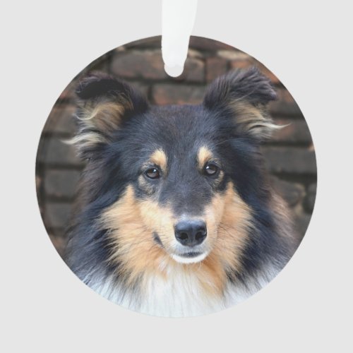 Tricolor Sheltie face Ornament