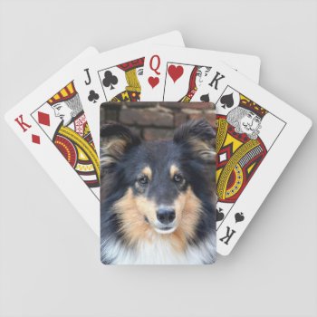 Tricolor Sheltie Face Playing Cards by deemac1 at Zazzle
