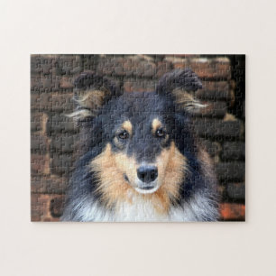 Tricolor Sheltie Jigsaw Puzzle