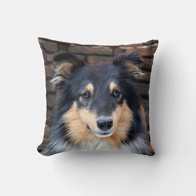 Tricolor Sheltie Throw Pillow (Front)