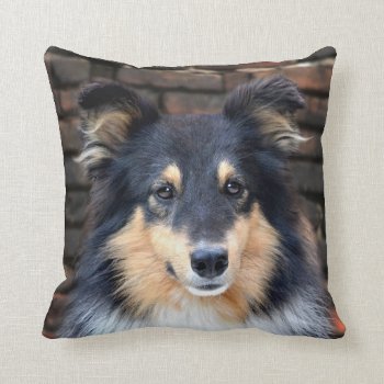Tricolor Sheltie Throw Pillow by deemac1 at Zazzle