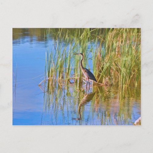 Tricolored Heron at the Lake Postcard