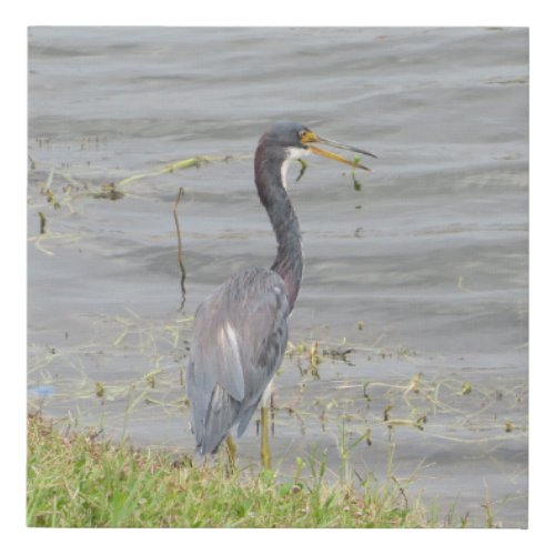 Tricolored heron canvas print