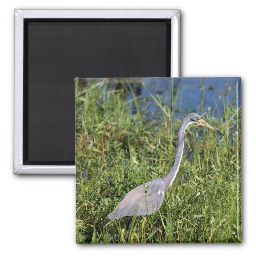 Tricolored Heron Magnet
