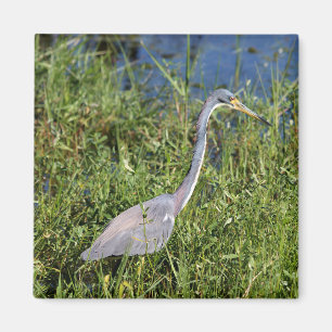 Tricolored Heron Magnet