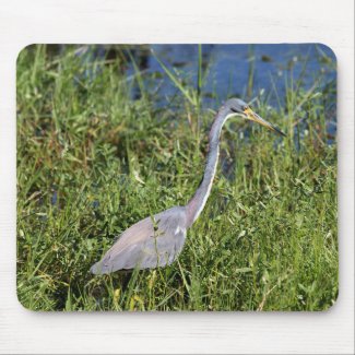 Tricolored Heron