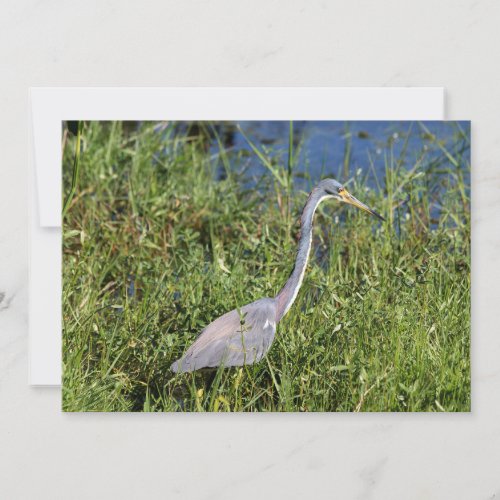 Tricolored Heron Note Card