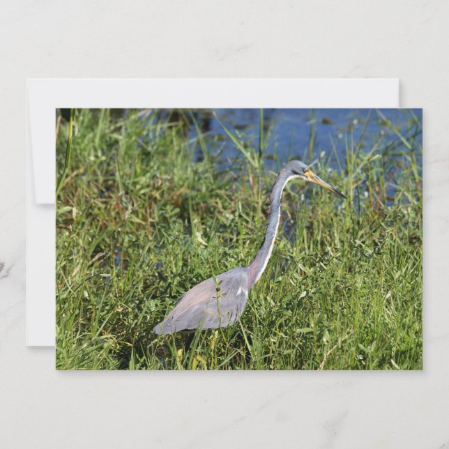Tricolored Heron Note Card (Front)