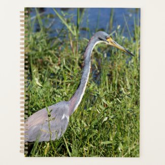 Tricolored Heron