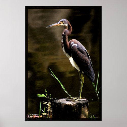 Tricolored Heron Poster _40x60 _other sizes also