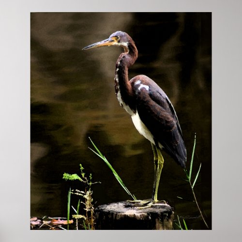 Tricolored Heron Print _20x24 _other sizes also