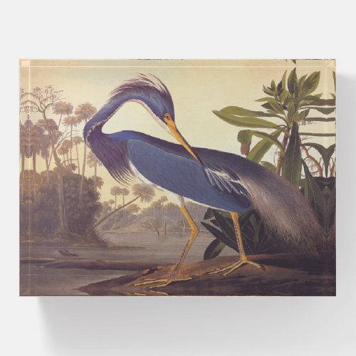 Tricolored Louisiana Heron by John James Audubon Paperweight